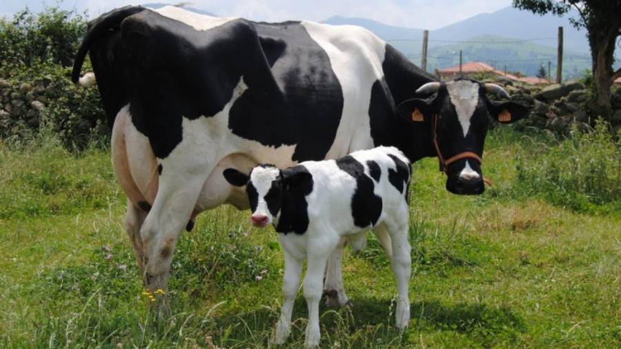 El Gobierno analiza una posible baja en las retenciones a carnes y lácteos